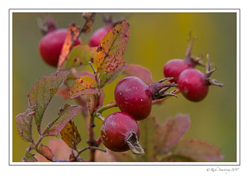 rose-hips-1-copy.jpg