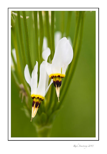shooting-star-frm.jpg