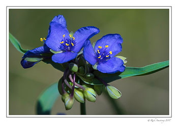 spider-wort-1-copy.jpg