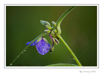 spider-wort-2-frm.jpg