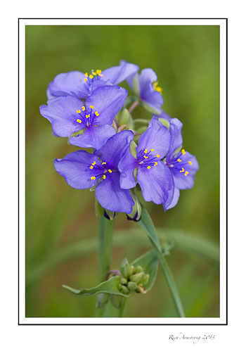 spider-wort-6-frm.jpg
