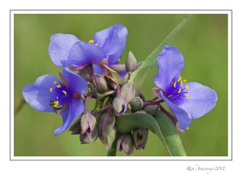 spider-wort-7-frm.jpg