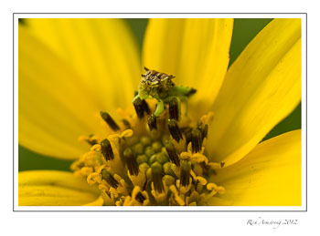 strang-bug-1-frm.jpg