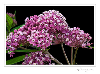 swamp-milkweed.jpg