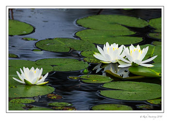 water-lilies-1-copy.jpg