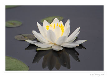 water-lily-1-copy.jpg