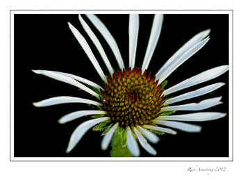 white-cone-flwr-frm.jpg