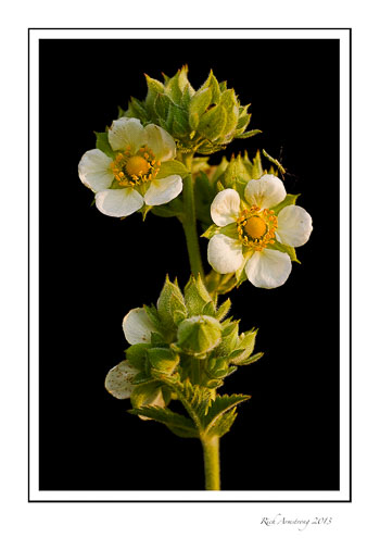 white-n-yellow-flwer-1-frm.jpg