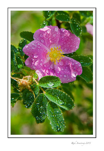 wild-rose-2-frm.jpg