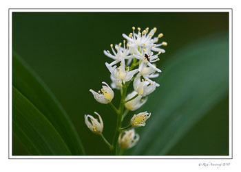 wildflower-1-copy.jpg