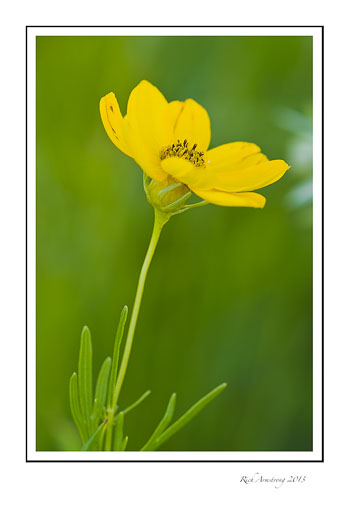 yellow-1-frm.jpg