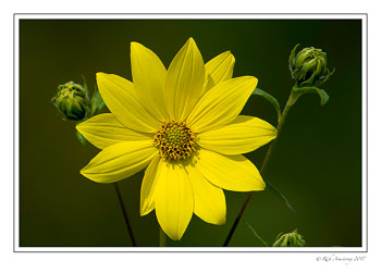 yellow-flower-1-copy-2.jpg