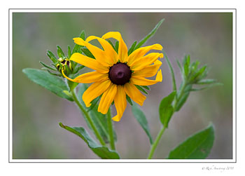 yellow-flower-1-copy-4.jpg
