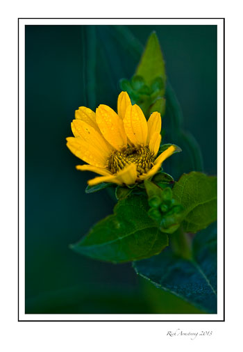 yellow-flower-1-frm.jpg