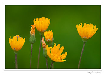 yellow-flowers-1-copy.jpg