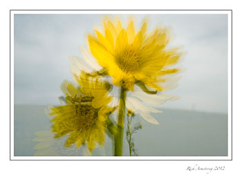 yellow-flr-2.jpg