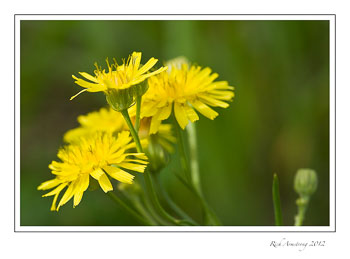 yellow-flwr-1-frm.jpg