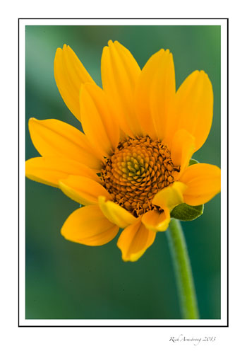 yellow-flwr-2-frm.jpg