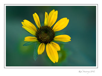 yellow-flwr-2.jpg