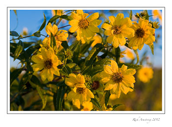 yellow-flwr-3-frm.jpg