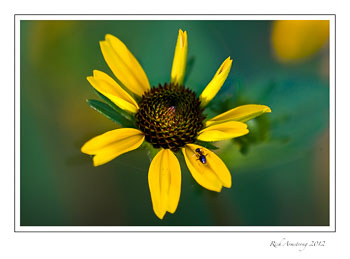 yellow-flwr-3.jpg