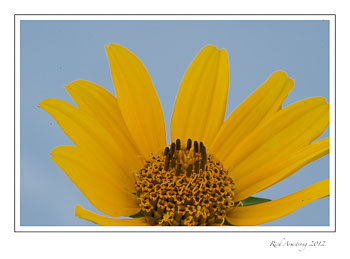 yellow-flwr-frm.jpg
