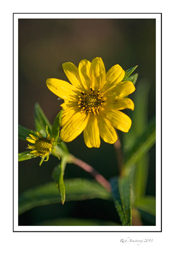yellow-flwr1-frm.jpg