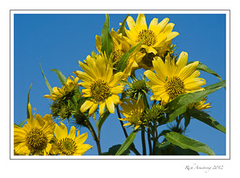 yellow-on-blue-3-frm.jpg