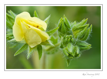 yellow-unk-flwer-2-frm.jpg