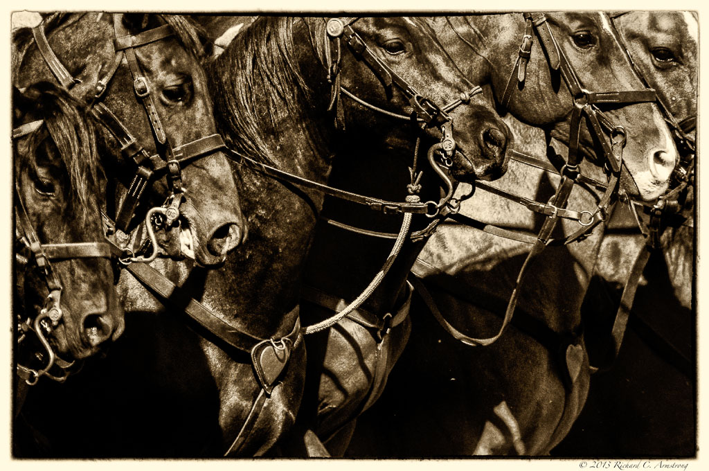 Horses-1-bnw-ws.jpg