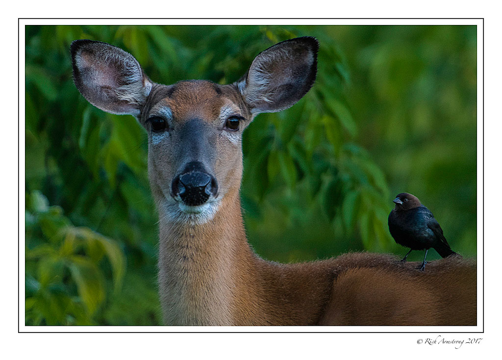 Deer-and-bird-2-copy.jpg