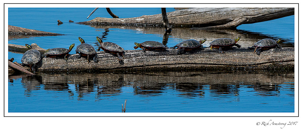 Turtles-on-log-2-copy.jpg
