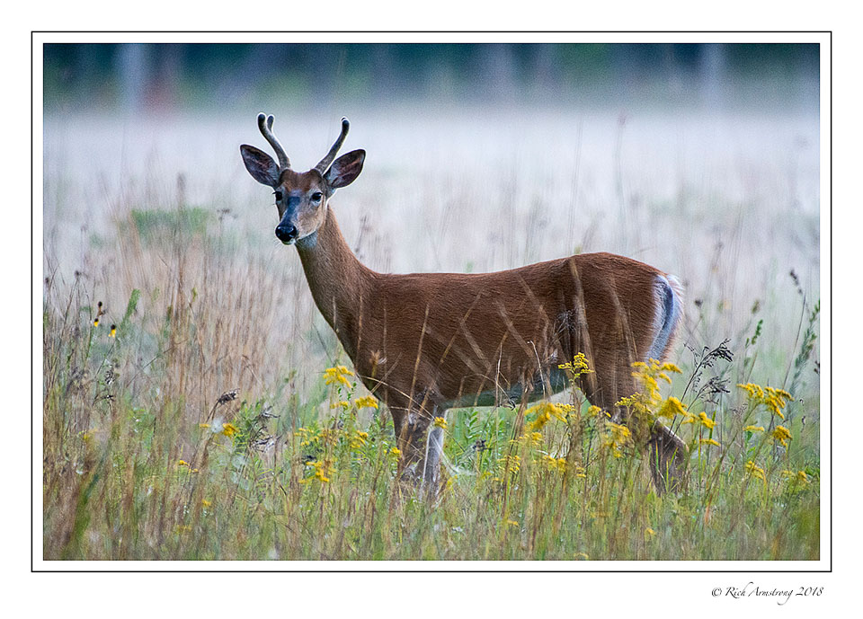 White-tailed-deer-in-fog-copy-2.jpg