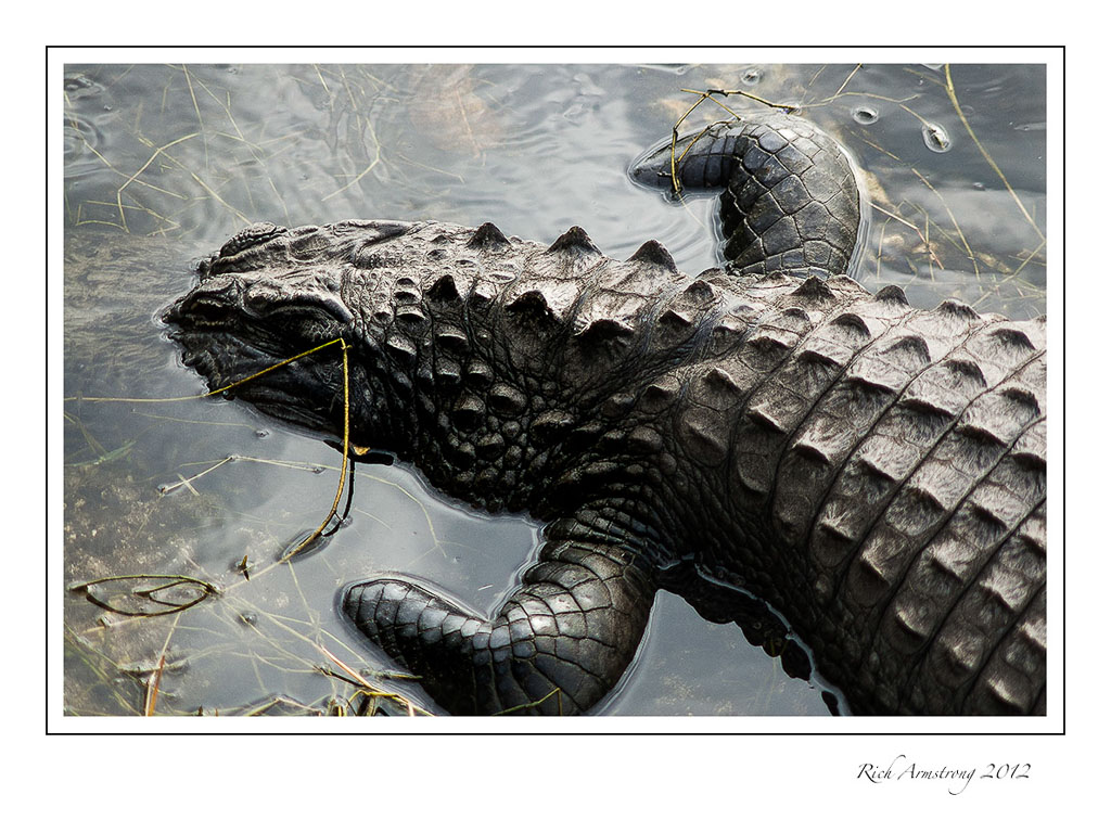 aligator-2-frm.jpg