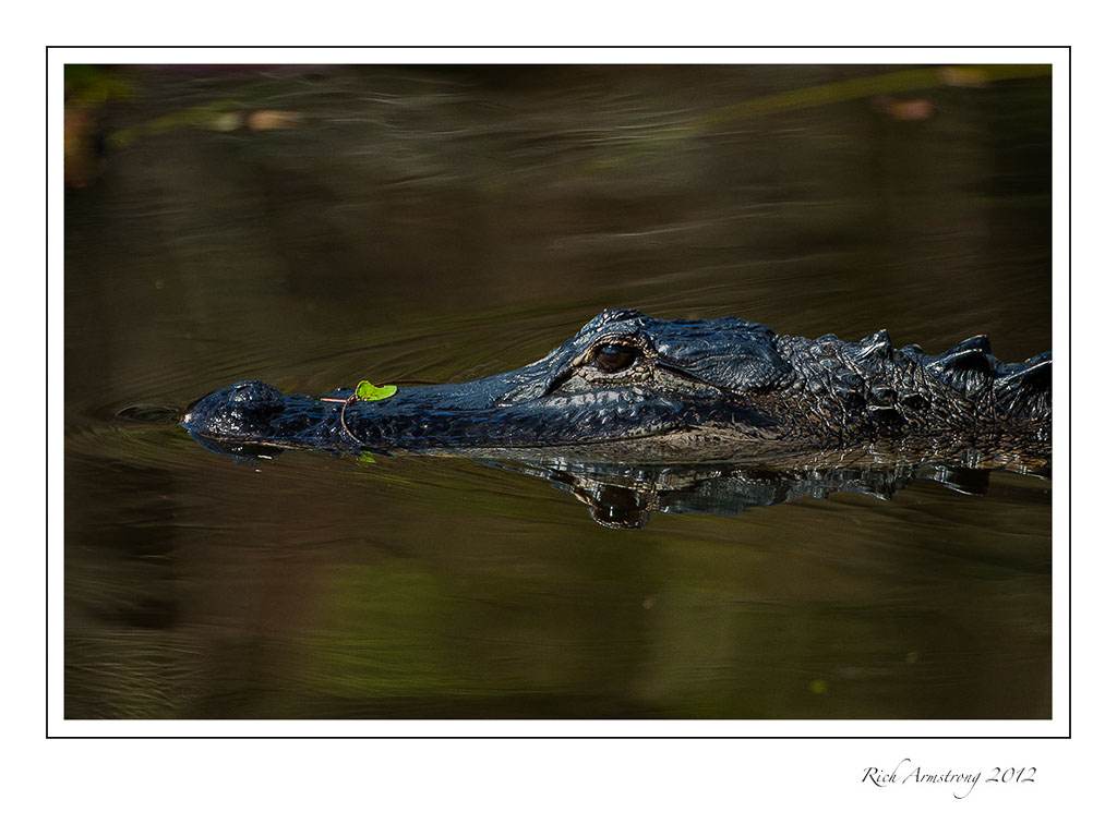 aligator-3-frm.jpg