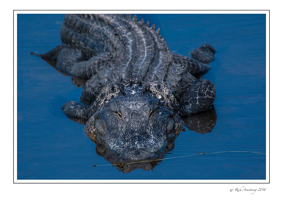 alligator-1-copy.jpg