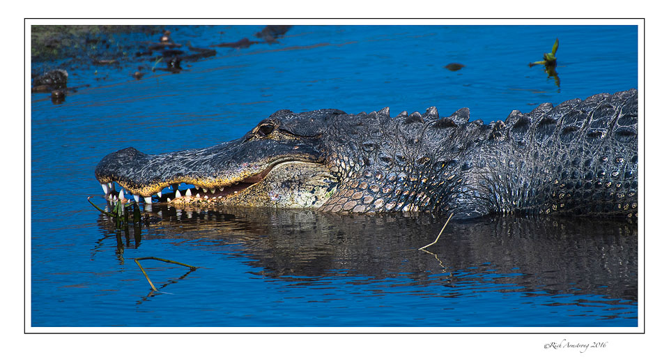 alligator-2-copy.jpg