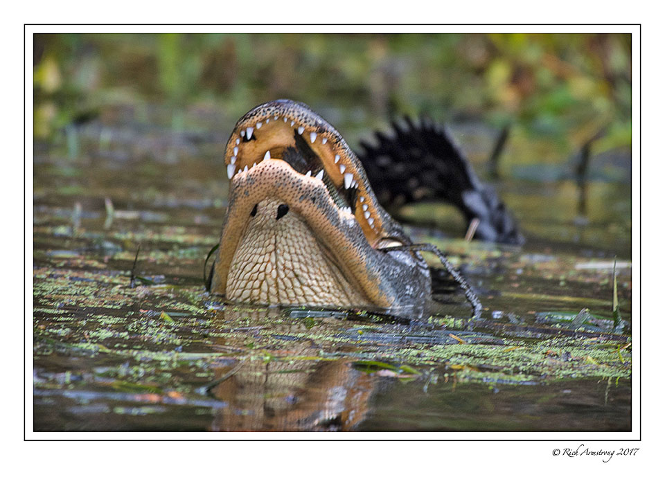 alligator-and-fish-copy.jpg