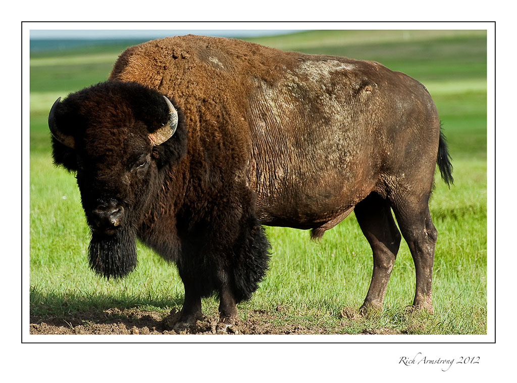 bison-2-frm.jpg