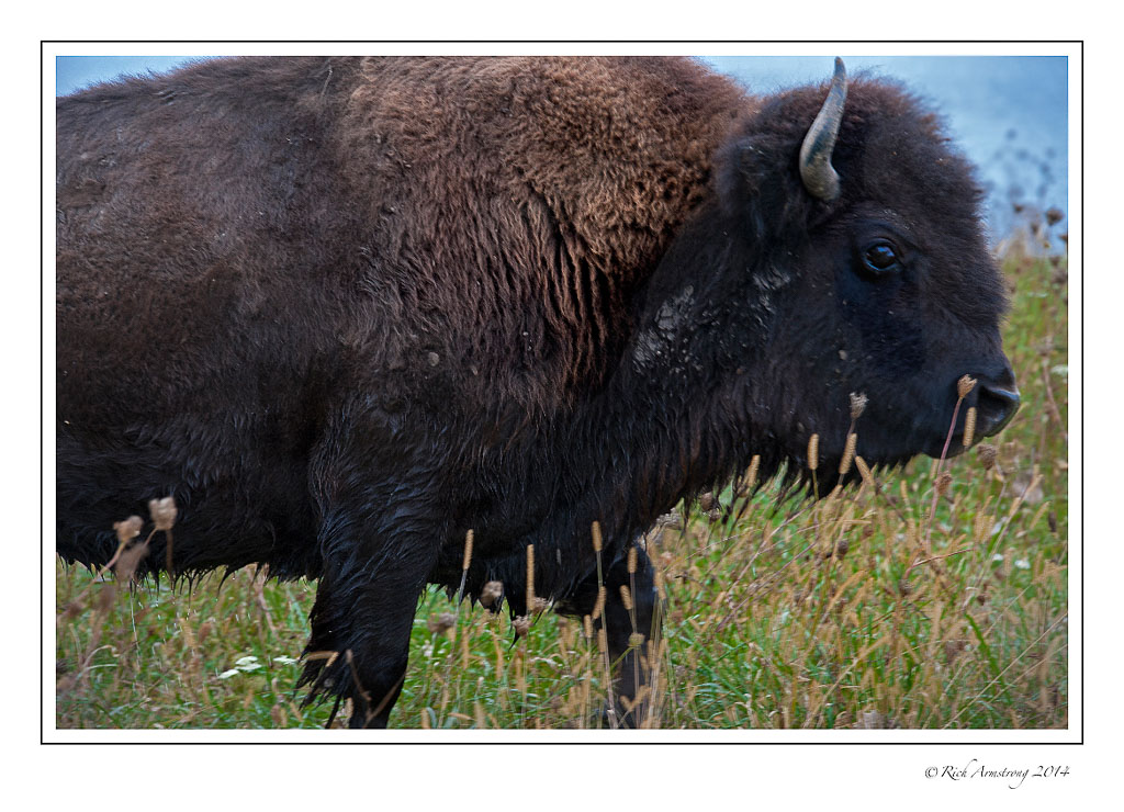 bison-3-frm-copy.jpg