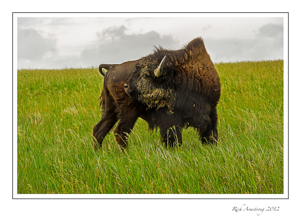bison-4-frm.jpg