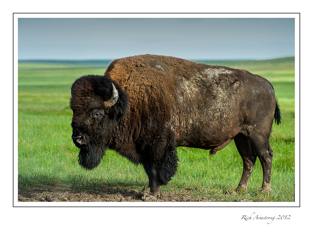 bison-5-frm.jpg