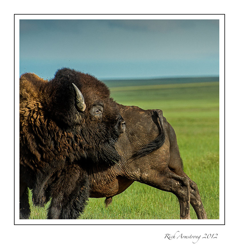 bison-6-frm.jpg
