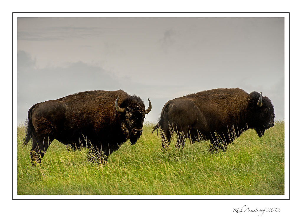 bison-pair-frm.jpg