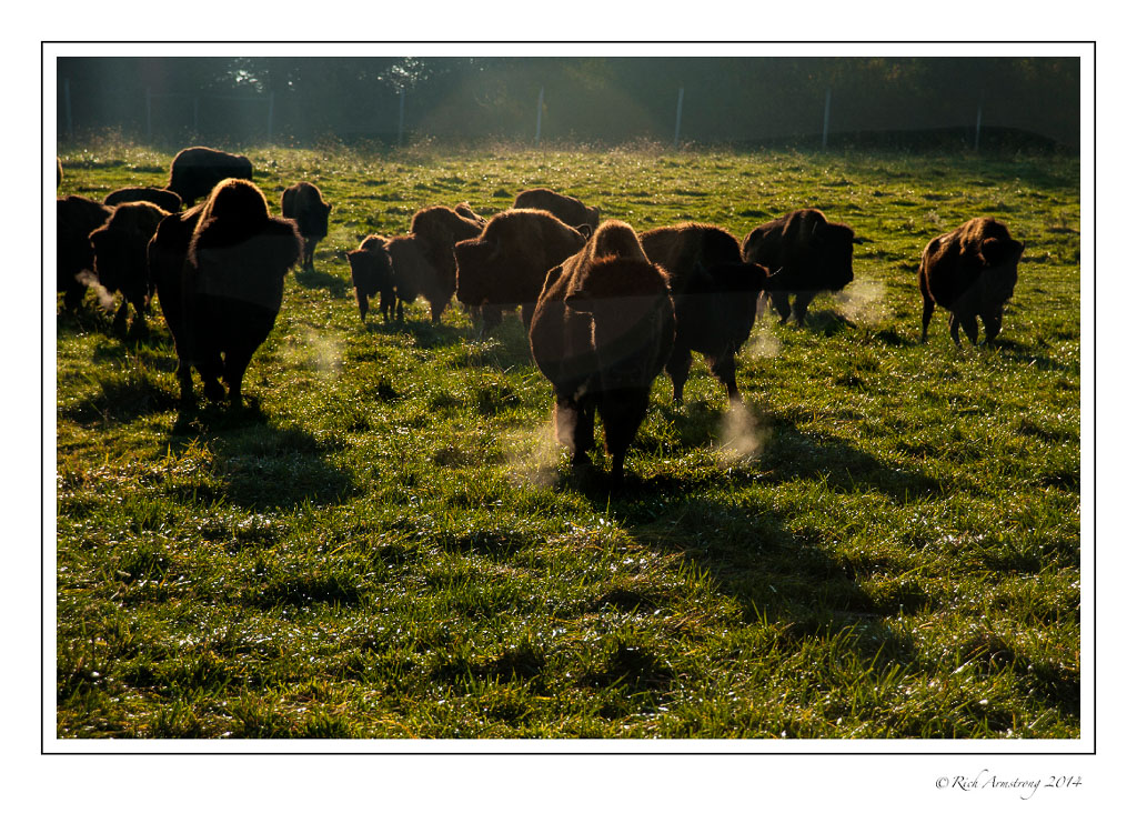 bison-steamers-frm-copy.jpg