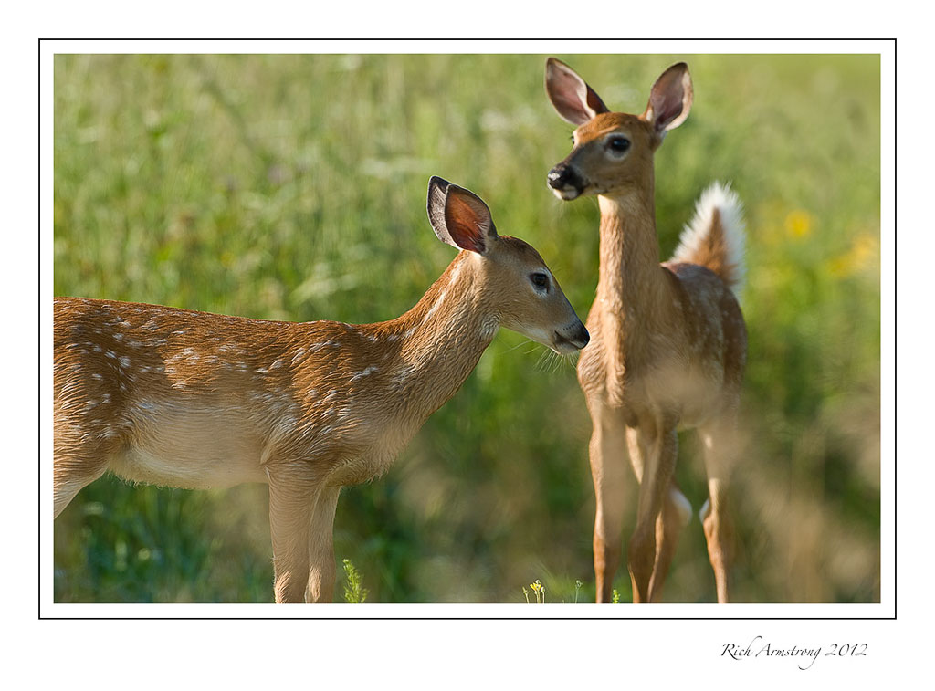 deer-fawns-1-frm.jpg