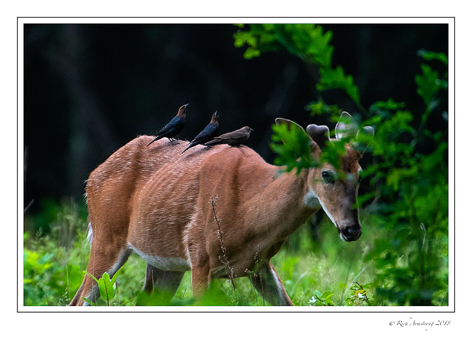 deer-with-three-birds-copy.jpg