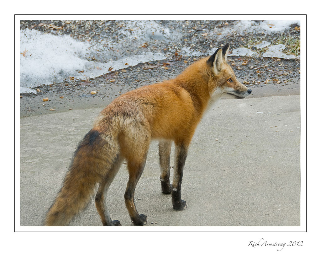 fox-1-frm.jpg