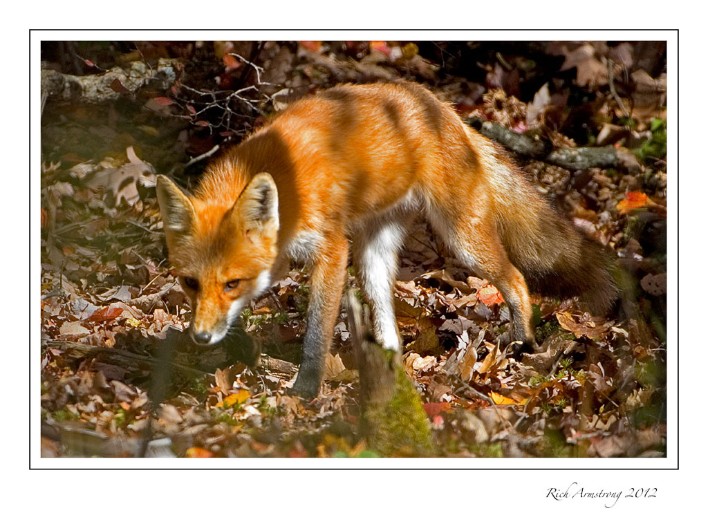 fox-2-frm.jpg