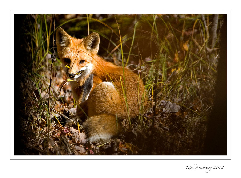 fox-3-frm.jpg